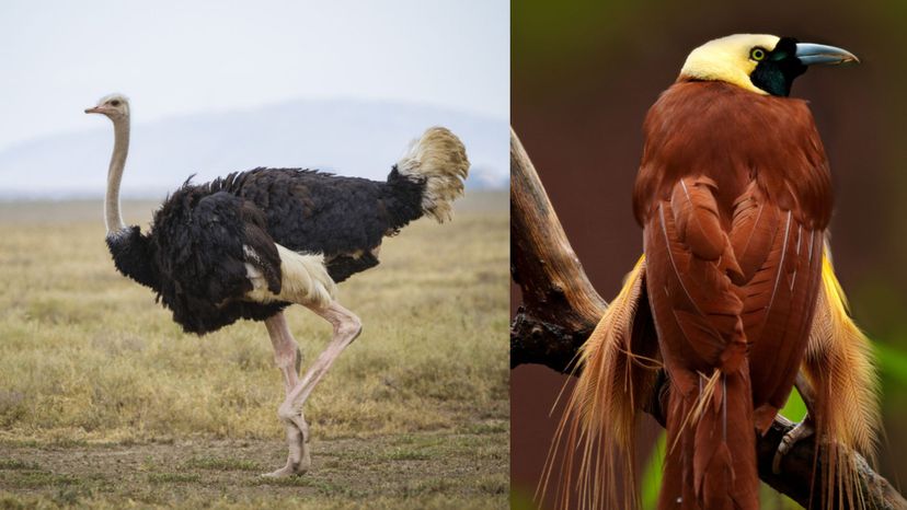 Ostrich (Great bird of paradise)