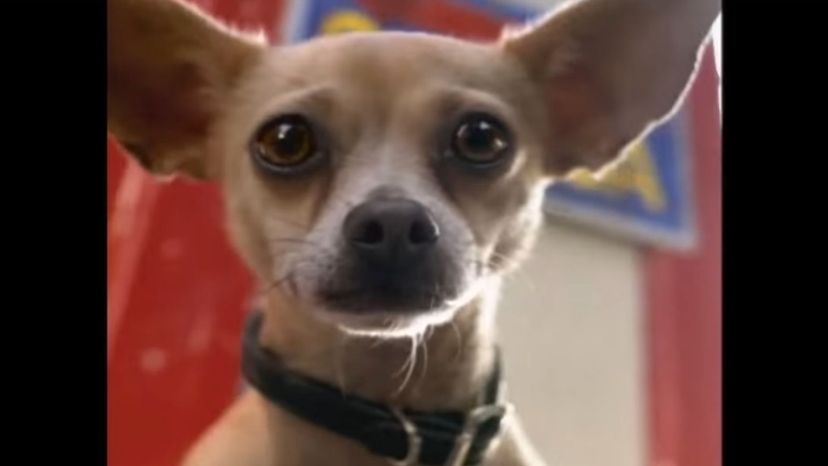 Taco Bell Chihuahua