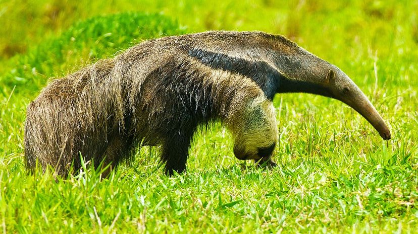 Anteater