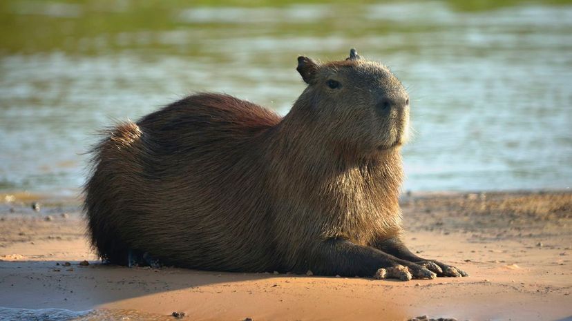 Capybara