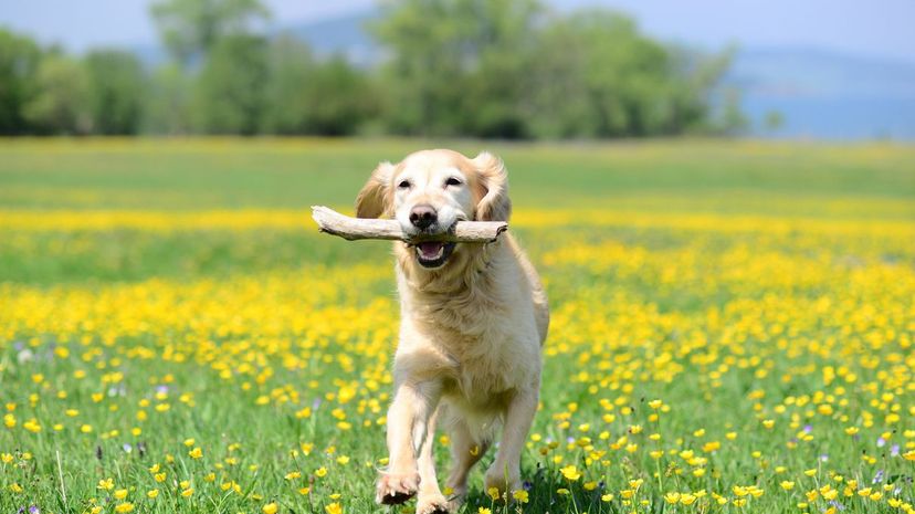 Golden Retriever