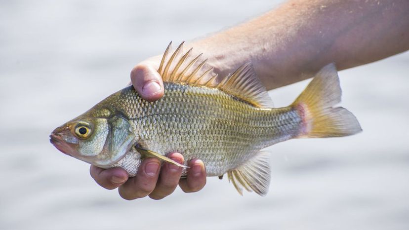 Freshwater Drum