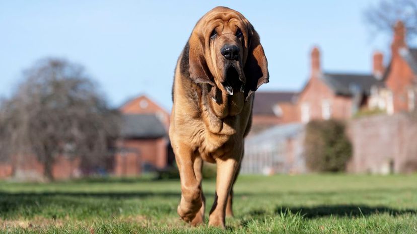 Bloodhound