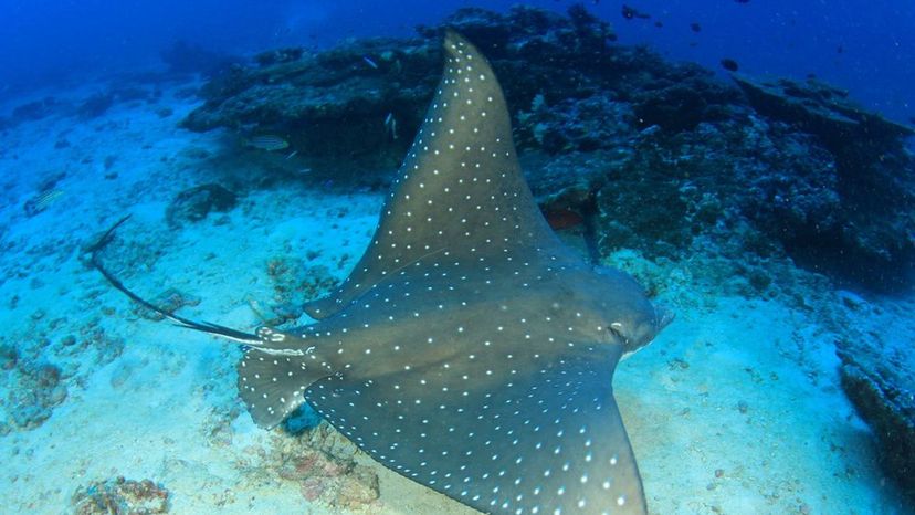 Spotted eagle ray