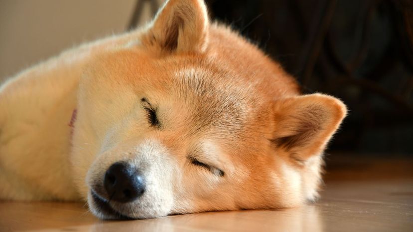 30日本柴犬”border=