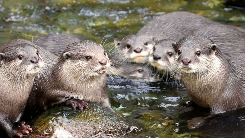 How Well Do You Know Your Canadian Wildlife?