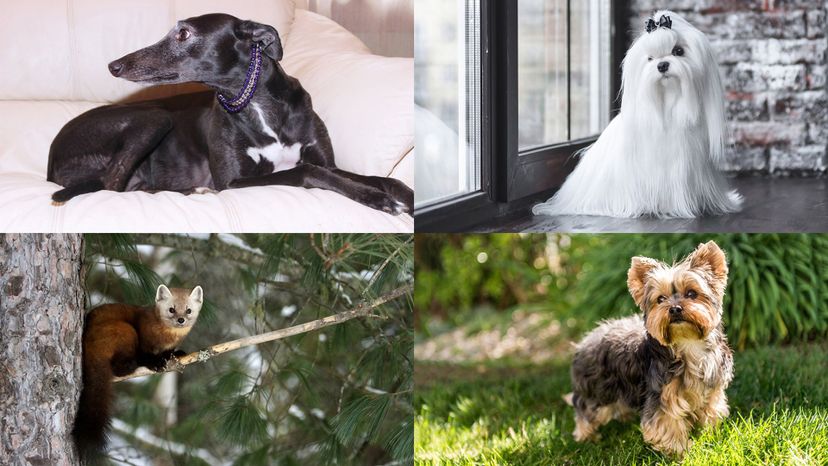 yorkshire terrier, maltese, greyhound, pine marten