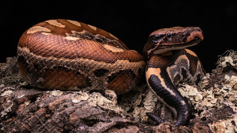 Blood Python