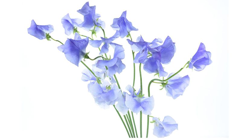 sweet pea