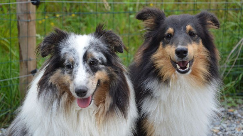 Shetland Sheepdog