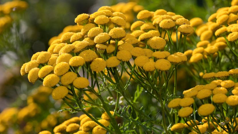 39 tansy GettyImages-157506067