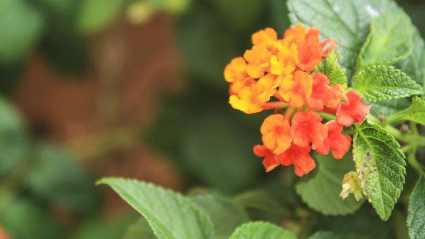 Lantana