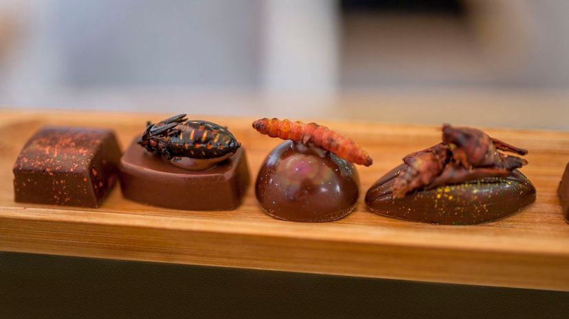 Chocolate with edible insects