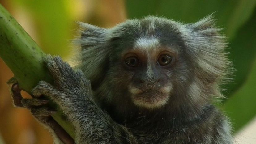 Common marmoset