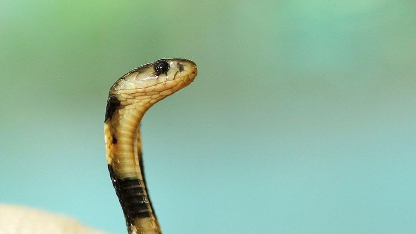 Taiwan cobra