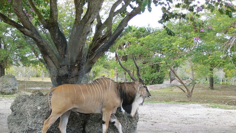 Giant Eland