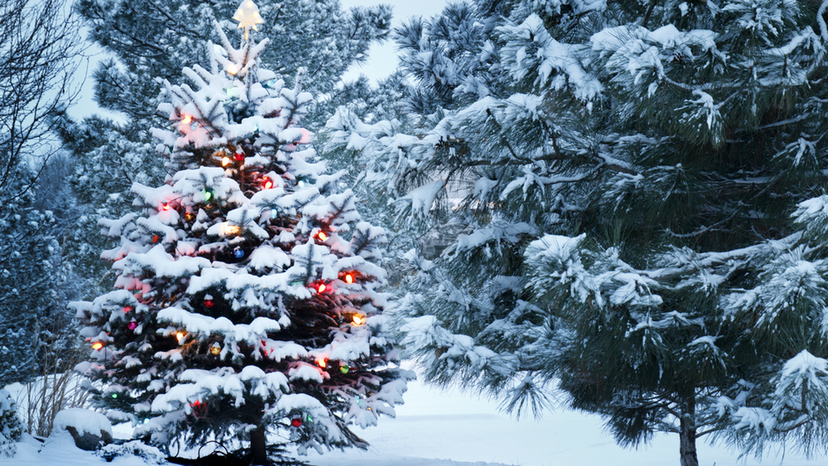 What kind of Christmas tree should you get?