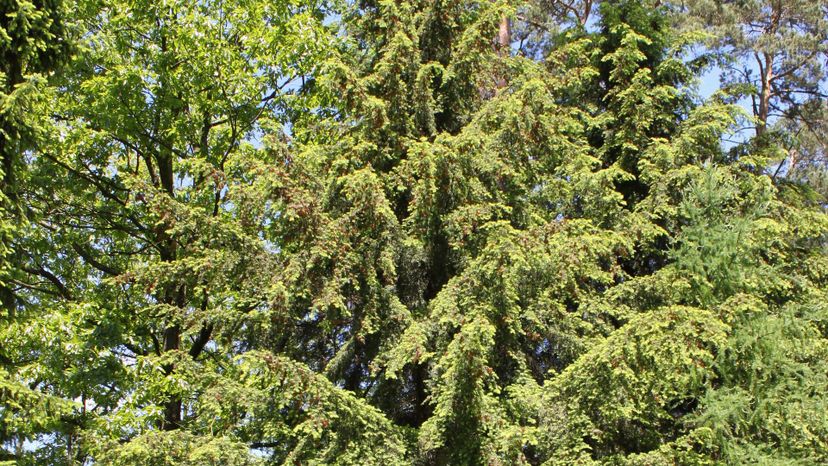 28 Tsuga_caroliniana_Rogow