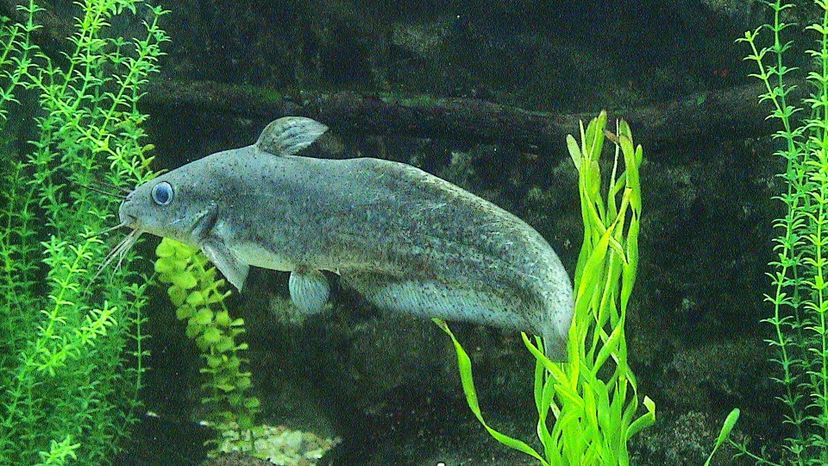 Eel-Tailed Catfish