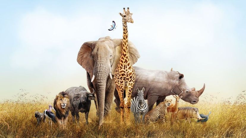 Only 1 in 19 People Can Ace This African Animals Identification Quiz. Can You?