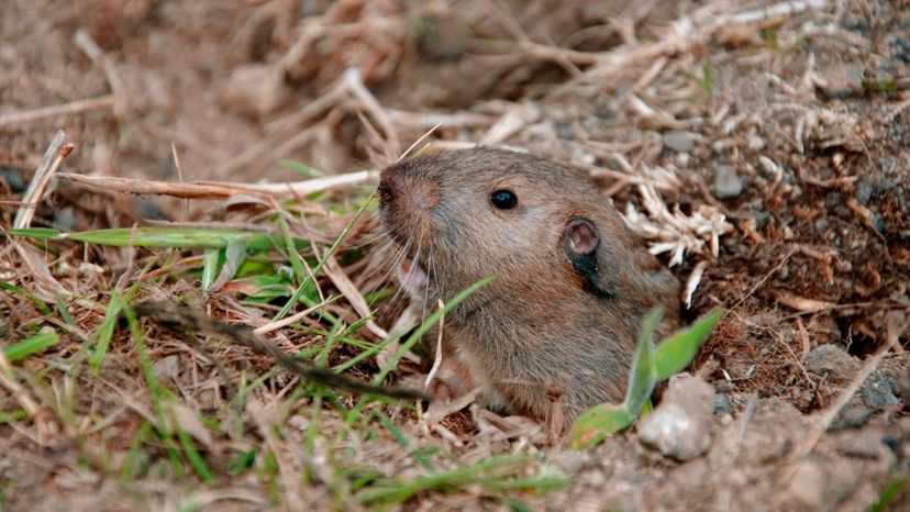 Pocket gopher