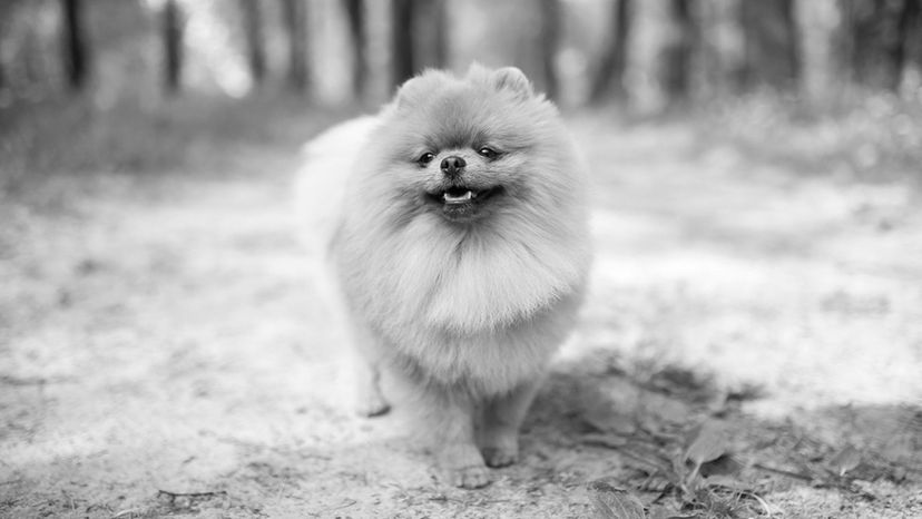 Pomeranian