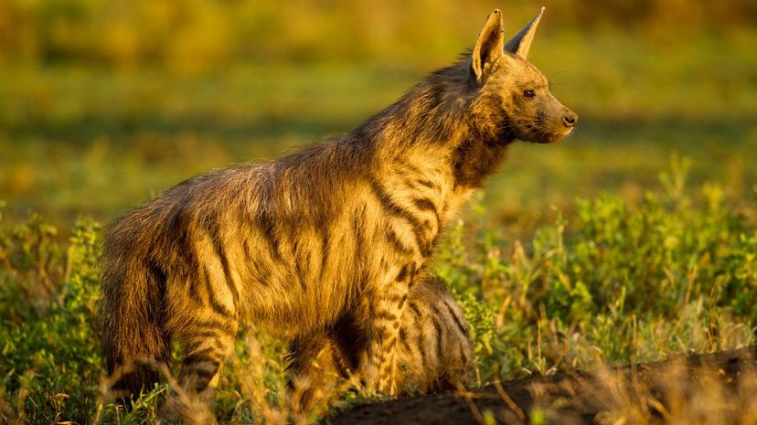 Aardwolf