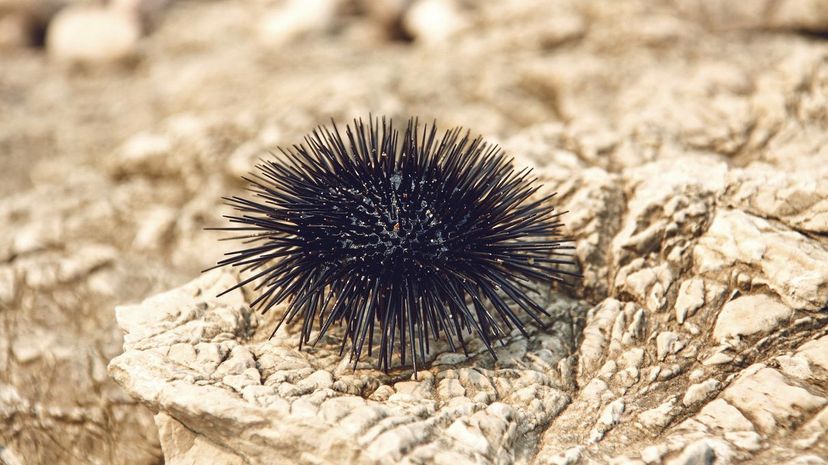 Sea urchin