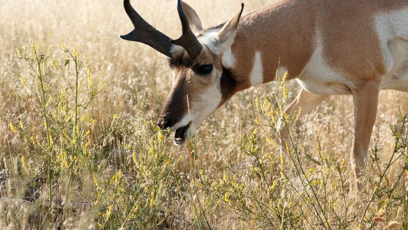 Pronghorn