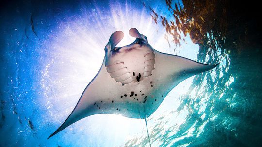 Animals | HowStuffWorks | Page: 7