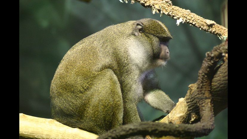 #27 Allen's Swamp Monkey