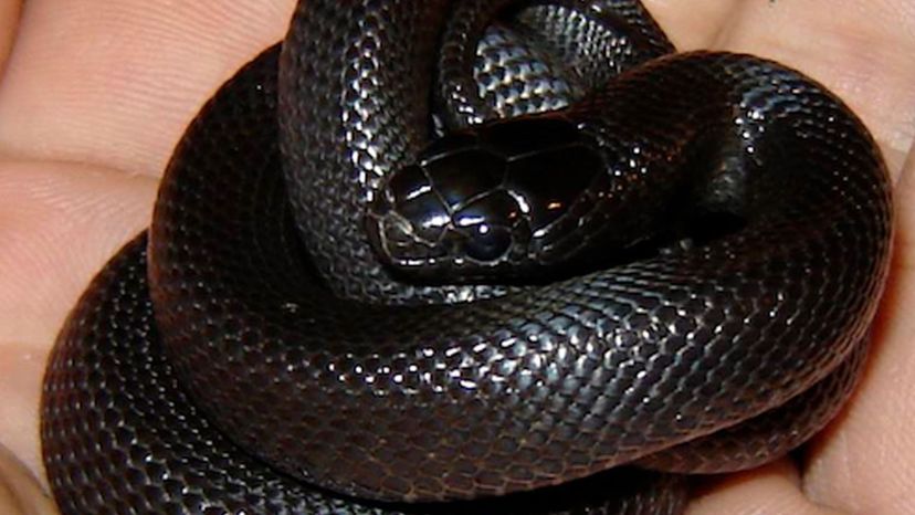 Mexican Kingsnake