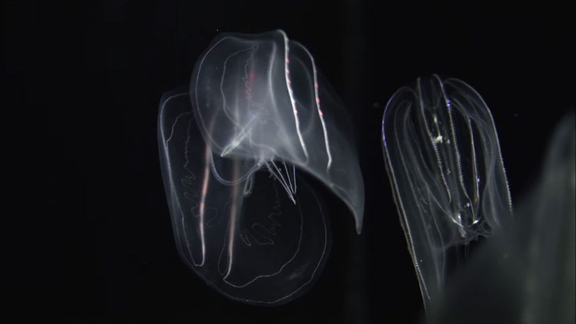 Comb-jellyfish
