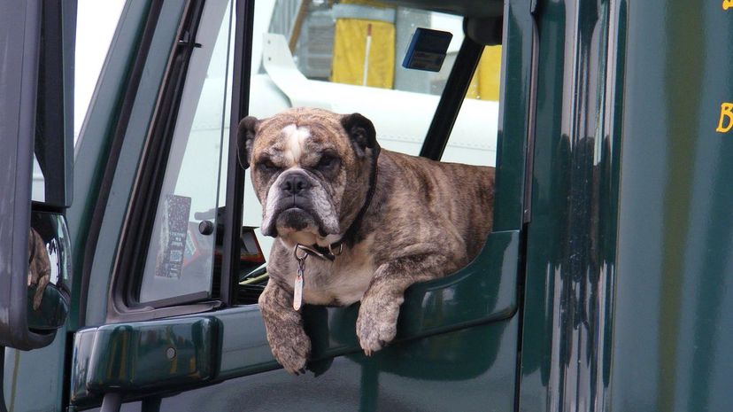 Dog and truck