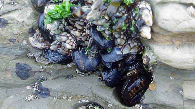 Mussels