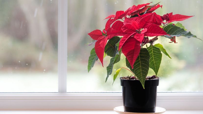 39 poinsettia