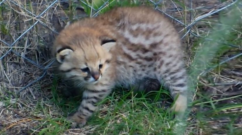 Pampas Cat