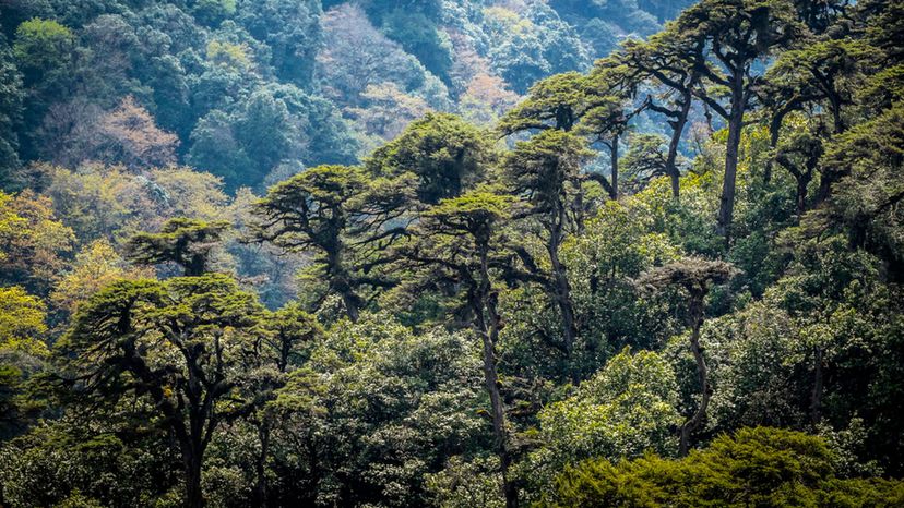 Bhutan cypress