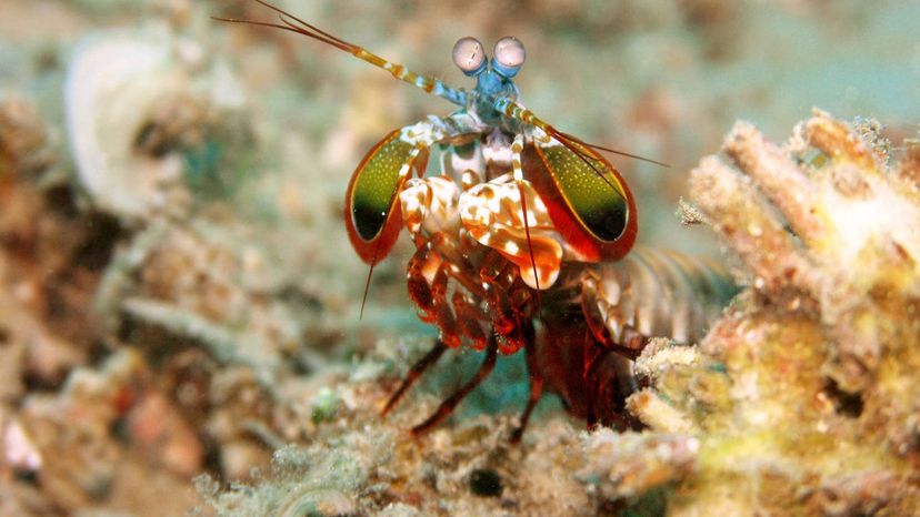 Mantis Shrimp