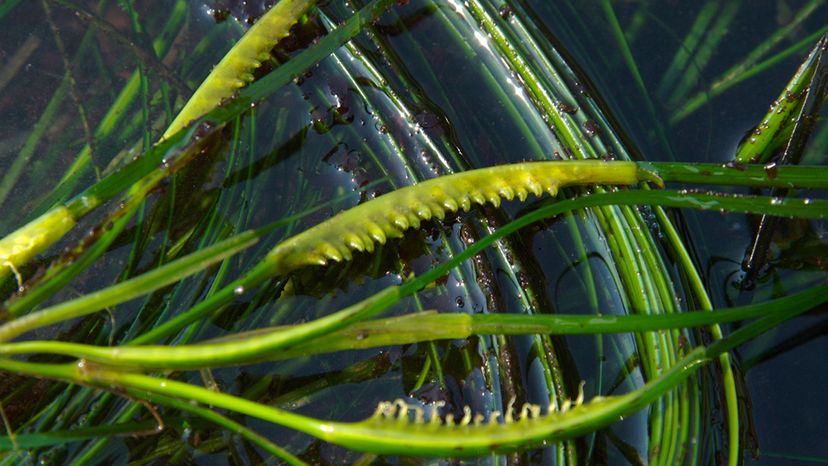 Phyllospadix japonicus