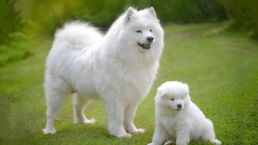 19 Samoyed