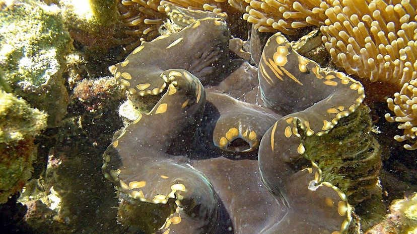 Giant Clam