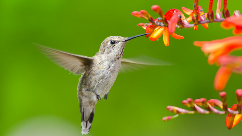 Humming bird