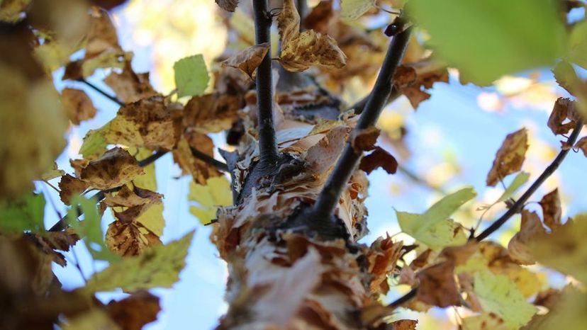 Paper Birch