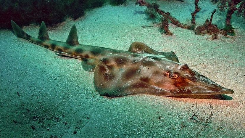 Eastern Shovelnose Ray