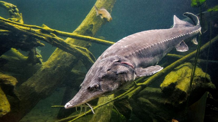 Sturgeon