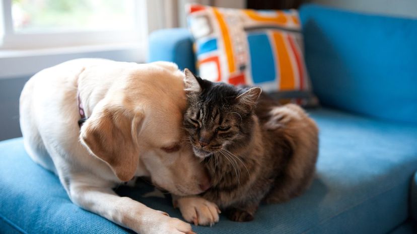 Cat and Dog Snuggling