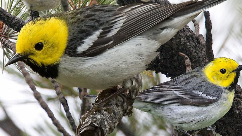 Hermit Warbler