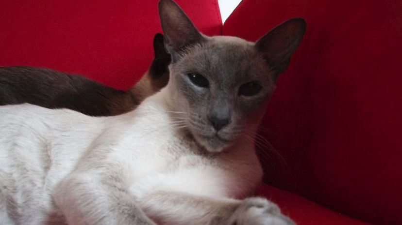 Siamese cat