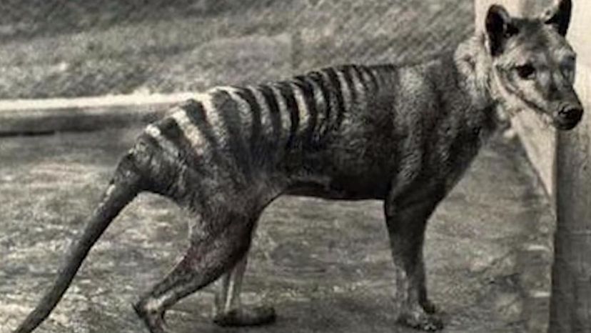 Tasmanian Tiger